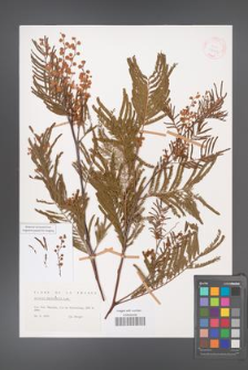 Acacia dealbata [KOR 27946]