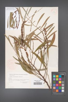 Acacia cyanophylla [KOR 33330]