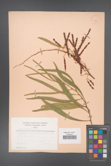 Acacia cyanophylla [KOR 23641]