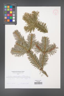 Abies nephrolepis [KOR 52770]