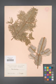 Abies homolepis [KOR 33297]