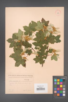 Acer campestre [KOR 1800]