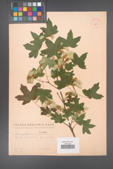 Acer campestre [KOR 1802]