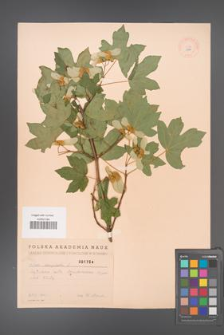 Acer campestre [KOR 1794]