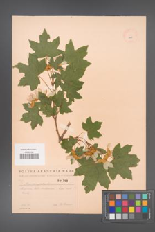 Acer campestre [KOR 1793]