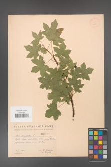 Acer campestre [KOR 2441]