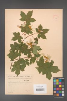 Acer campestre [KOR 1797]