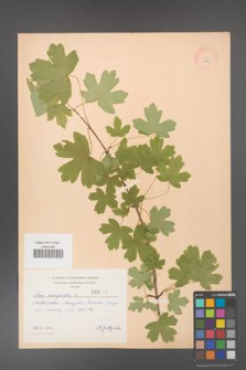 Acer campestre [KOR 3153]