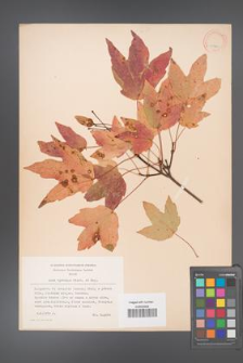 Acer hyrcanum [KOR 11341]