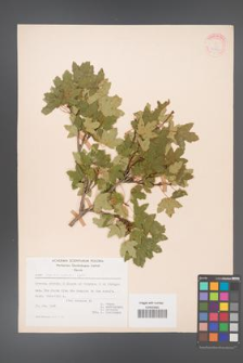 Acer reginae-amaliae [KOR 20876]