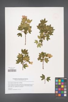 Acer reginae-amaliae [KOR 47906]
