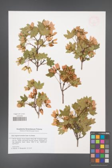 Acer reginae-amaliae [KOR 47941]
