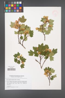 Acer reginae-amaliae [KOR 47936]
