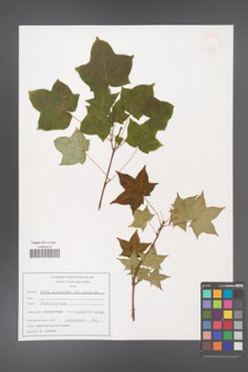 Acer longipes [KOR 47587]