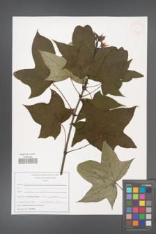 Acer longipes [KOR 47593]