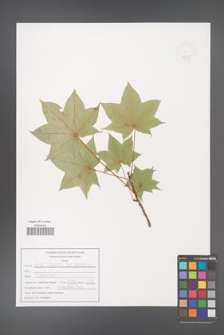 Acer longipes [KOR 47549]