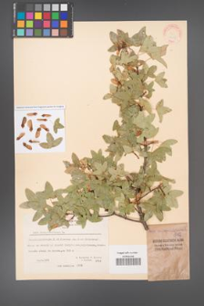 Acer monspessulanum [KOR 20847]