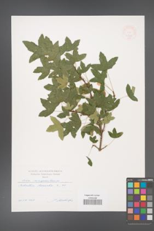 Acer monspessulanum [KOR 47404]