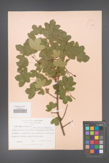 Acer monspessulanum [KOR 11437]