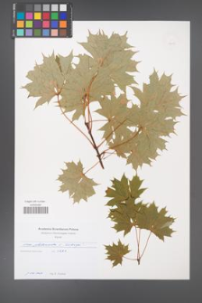 Acer platanoides [KOR 49697]
