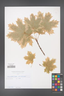 Acer platanoides [KOR 49725]