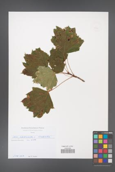 Acer platanoides [KOR 49744]