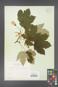 Acer pseudoplatanus [KOR 11473]