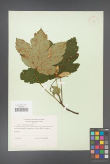 Acer pseudoplatanus [KOR 11458]