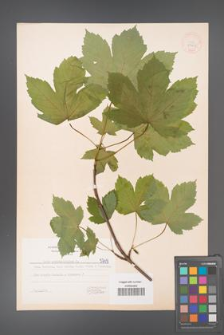 Acer pseudoplatanus [KOR 5749]
