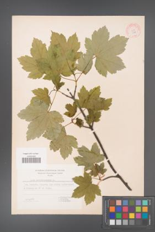 Acer pseudoplatanus [KOR 5747]