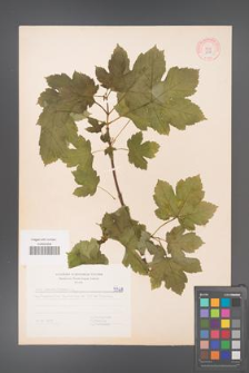 Acer pseudoplatanus [KOR 5568]