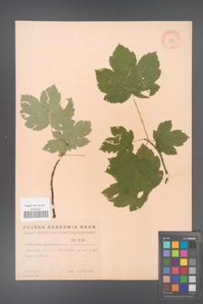 Acer pseudoplatanus [KOR 1809]