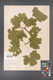 Acer pseudoplatanus [KOR 35a]