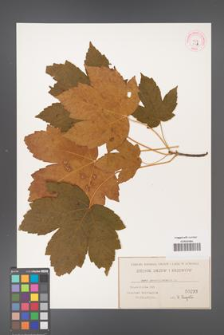 Acer pseudoplatanus [KOR 33b]