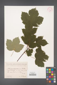 Acer pseudoplatanus [KOR 31a]
