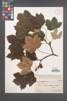 Acer pseudoplatanus [KOR 64b]