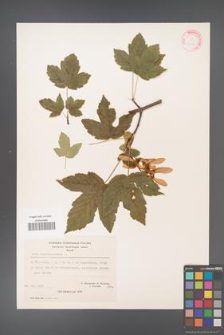 Acer pseudoplatanus [KOR 20879]