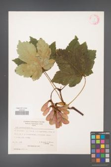 Acer pseudoplatanus [KOR 20880]