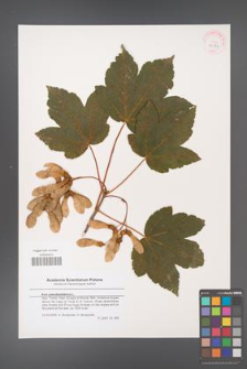 Acer pseudoplatanus [KOR 43584]