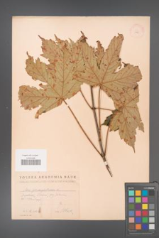 Acer pseudoplatanus [KOR 11480]