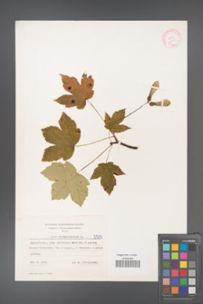 Acer pseudoplatanus [KOR 5515]