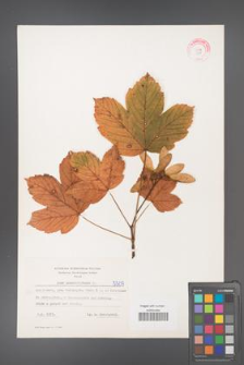 Acer pseudoplatanus [KOR 5509]
