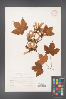 Acer pseudoplatanus [KOR 9008a]