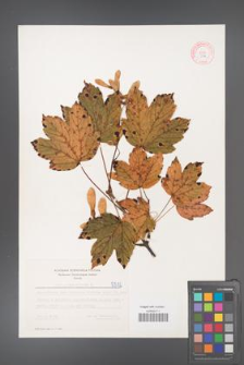 Acer pseudoplatanus [KOR 5512]