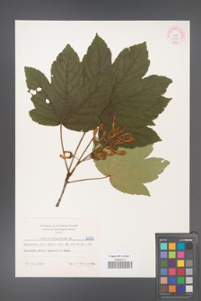 Acer pseudoplatanus [KOR 6095]