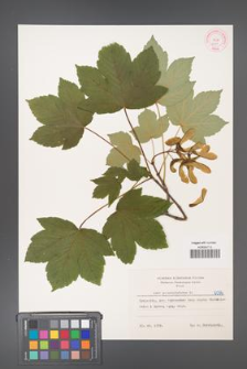 Acer pseudoplatanus [KOR 6094]