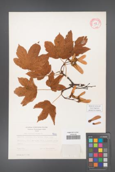 Acer pseudoplatanus [KOR 5503]