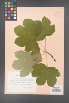 Acer pseudoplatanus [KOR 7413]