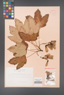 Acer pseudoplatanus [KOR 9057]