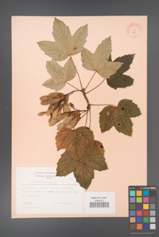 Acer pseudoplatanus [KOR 9060]